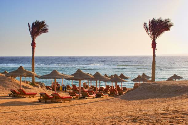 istock Idylic beach with palms and sun umbrelas, Red Sea, Egypt 1648842683