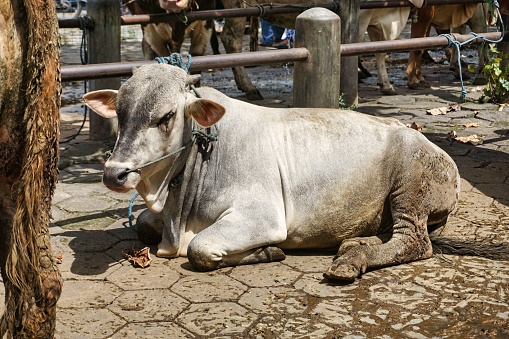 Brahman cattle being sold at the animal market