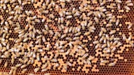 istock Close up of many bees. 1648844305