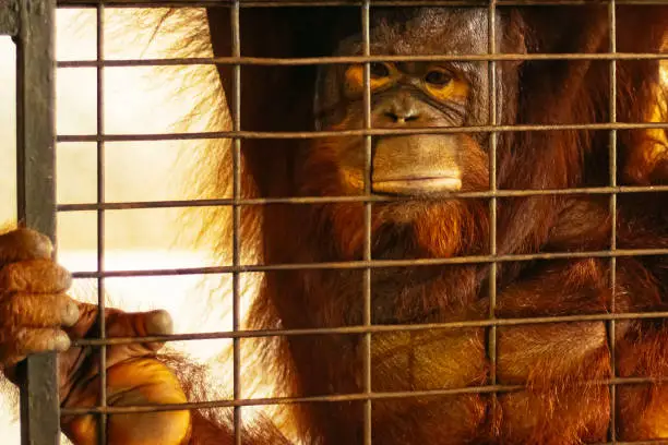 Soulful Connection: Intense Stare of an Orangutan from its Cage