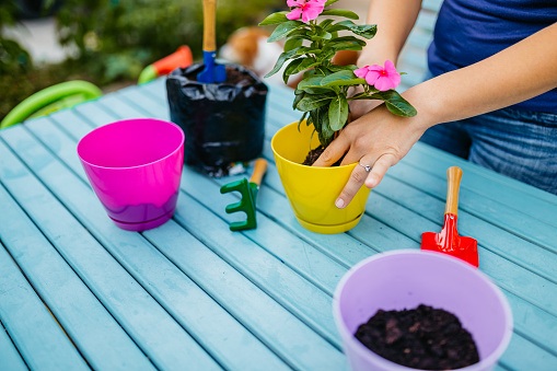 Woman planting beautiful pink flowers in pots in the back yard. Planting vinca flowers in pots.