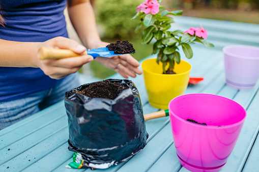 Planting a zucchini seedling with a shovel in dark fertile soil in the vegetable garden, spring gardening for the kitchen, copy space, selected focus, narrow depth of field