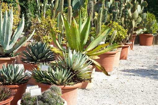landscape design, succulents in vases, cactus, prickly pear, aloe, agave, garden, plant store, shop