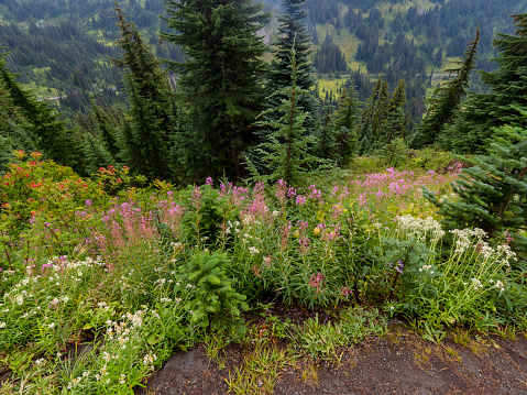 The breathtaking alpine scenery, wildflowers filled meadows, and stunning views of Mt Rainier in Washington, USA
