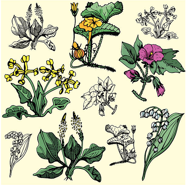 Flower Illustrations XVII (Vector) vector art illustration