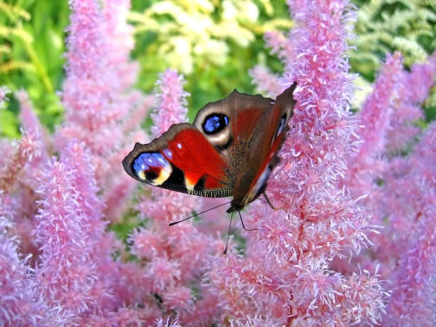 istock Beautiful butterfly on pink flowers 1648879441
