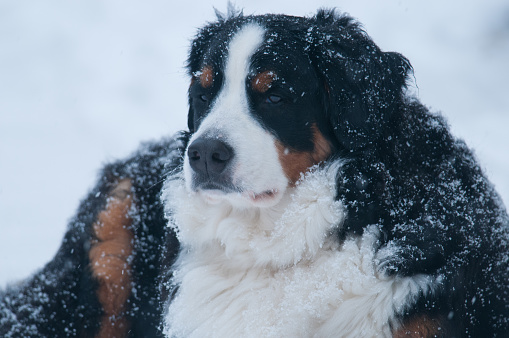 Bernese Mountain Dog resting in the yard during winter