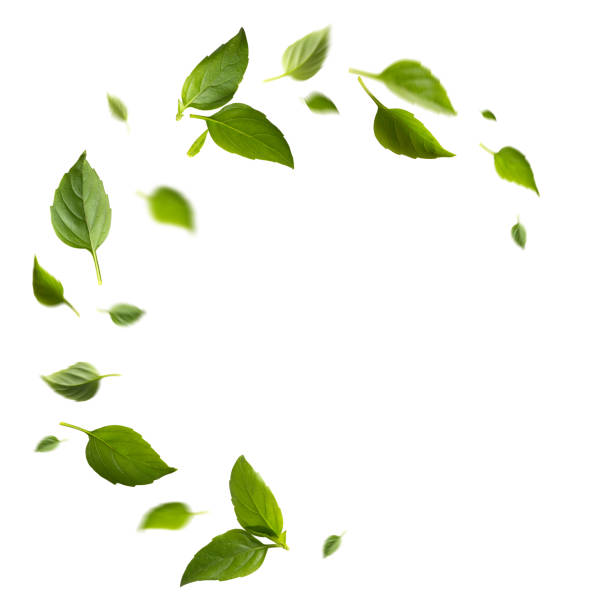 istock seasoning herb fresh leaves basil on white background 1648879666