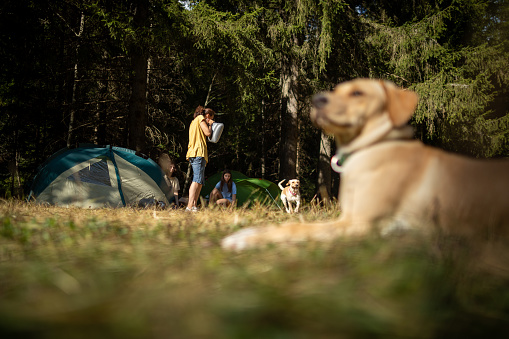 Mature adult mother and two teenage children are setting up tent for camping in beautiful forest. Son and daughter are helping mother on sunny summer day, Dog is lying on grass in foreground