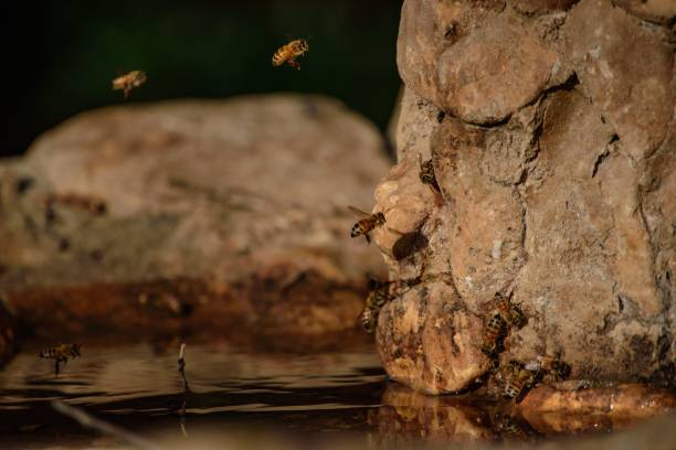 istock the bees are taking flight around the water, very large 1648882624