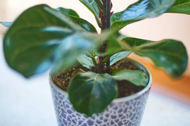 istock Ficus lyrata small houseplant care concept 1648885897