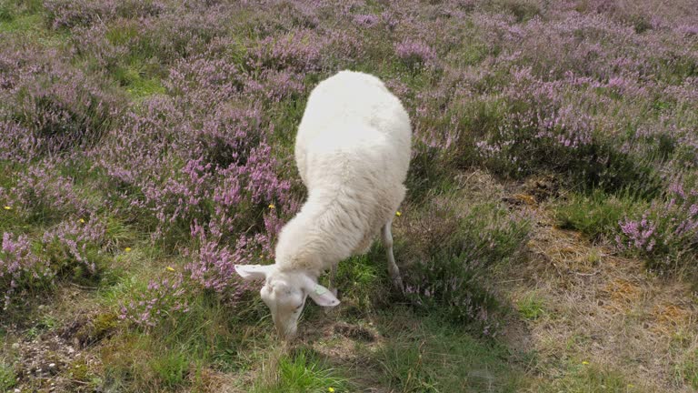 Sheep grazing at heathland in Loenermark, the Netherlands