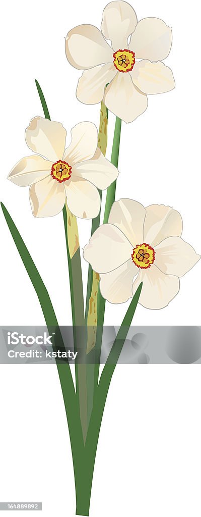 Narcissus Poeticus Stock Illustration - Download Image Now - Pheasant's Eye  Daffodil, Close-up, Concepts - iStock