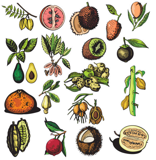 ilustraciones, imágenes clip art, dibujos animados e iconos de stock de frutas ilustraciones i: exótico (vector - plum grape fruit clip art