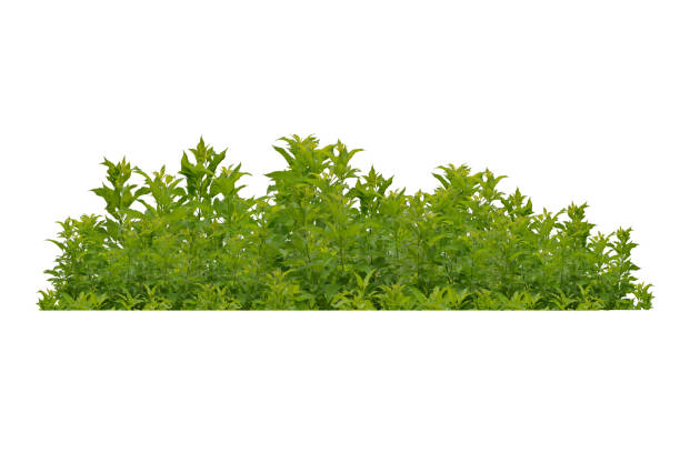 istock Green bush isolated on white background. 1648902459