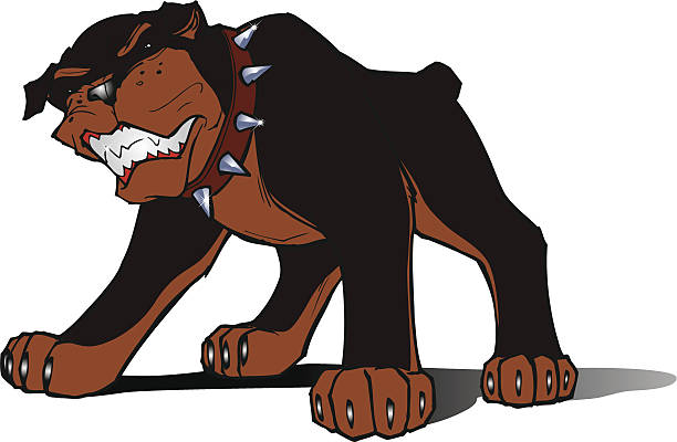 Rottweiller dog Angry snarling rottweiller dog vector illustration mean dog stock illustrations