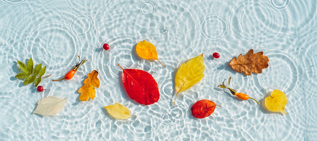 Autumn background, colored fallen leaves on the background of water with the texture of the waves. copy space. Beautiful backdrop for the presentation of autumn offers. Autumn is the season of runny nose and colds