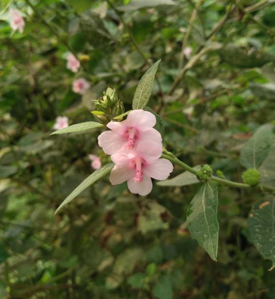 istock Inflorescence of Urena Lobata 1648909492