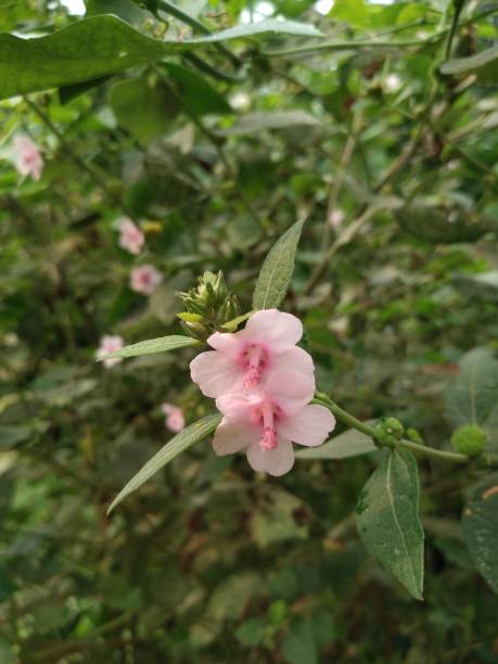 istock Flowering Shrub of Urena Lobata 1648909500