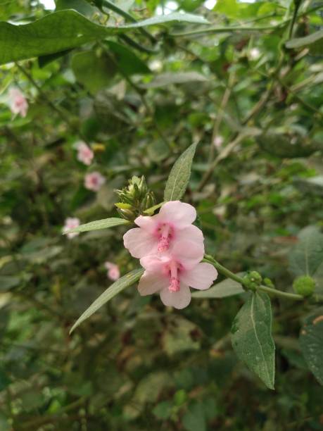 Flowering Shrub of Urena Lobata Urena lobata is a Flowering Perennial Shrub. This is commonly known as Caesarweed or Congo jute, etc. urena lobata photos stock pictures, royalty-free photos & images
