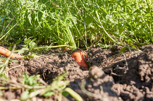 A crop of carrots is being dug up from the ground in the garden. Growing carrots. Carrot harvest.