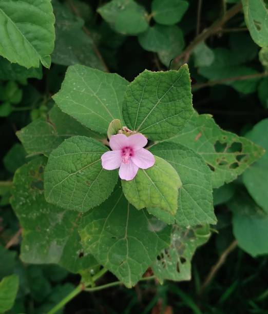 Wild Flower of Urena lobata Urena lobata is a perennial, ascendant, flowering shrub, commonly known as Caesarweed or Congo jute, etc. This is considered as a weed. urena lobata photos stock pictures, royalty-free photos & images
