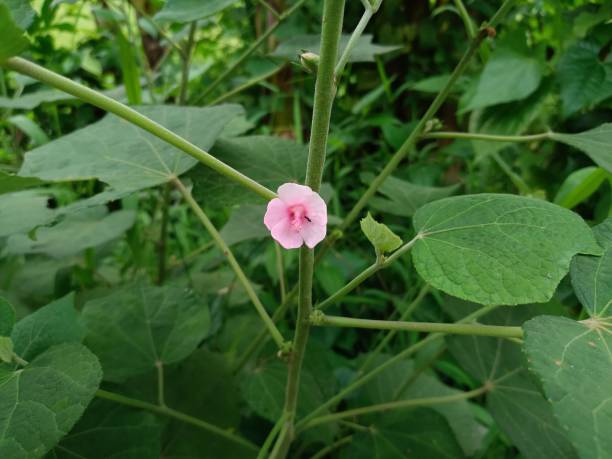 Flowering plant of Urena Lobata This is a Cute Flower of Urena lobata belonging to the Malvaceae family. urena lobata photos stock pictures, royalty-free photos & images