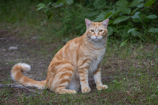 This cat who lives on a farm in Quebec, Canada has quite a good life.