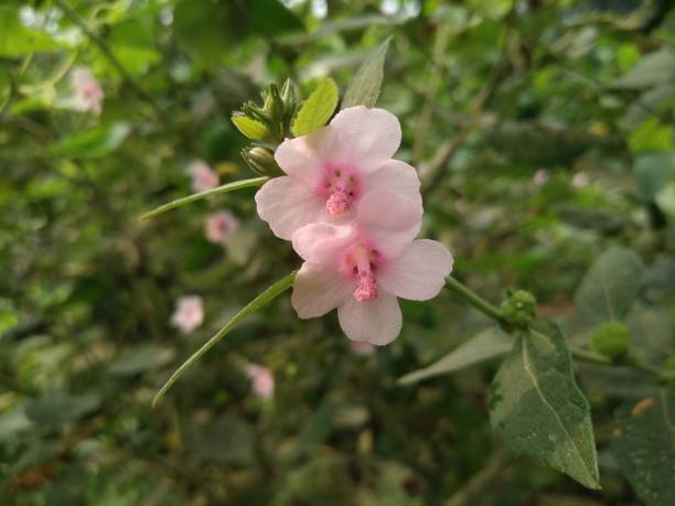 Closeup View of Urena Lobata Flower Urena lobata is a Pink colour Flower belonging to the family Malvaceae. Common names include Caesarweed, Congo jute, etc. urena lobata photos stock pictures, royalty-free photos & images