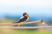 Barn swallows (Hirundo rustica) close up. Resting on broken clothes rack