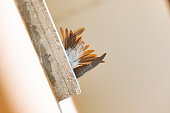 Barn swallows (Hirundo rustica) tail. window view from below.