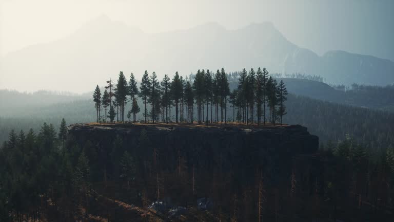 fir forest on a foggy day