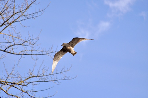 Seagull overhead in Blue sky