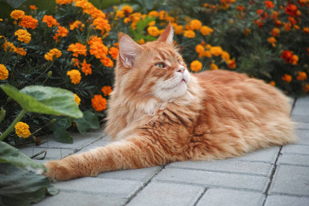 istock A red Maine Coon cat lying in a garden 1648958902