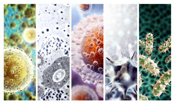 Set of horizontal or vertical banner with pathogenic bacterias and viruses. Amoeba under microscope. Fast multiplication of bacteria. Infection and microbe. Copy space for text stock photo