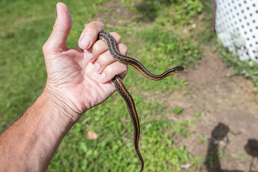 Common garter snake, in human hands.