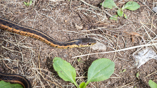 Common garter snake roaming free in its natural environment.