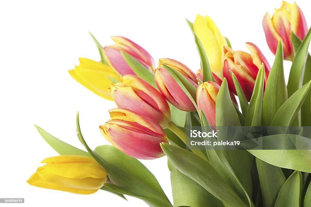 Tulpen - Lizenzfrei Blatt - Pflanzenbestandteile Stock-Foto