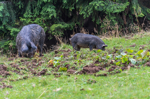 Group of wild black boars with children in the mountain forest in the Carpathians in summer, Ukraine, Europe. Concept of nature and environment