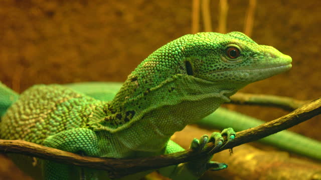 Beautfiul green geckon sitting on branch and looking 4K. Varanus prasinus, smaragdwaran, emerald varanus. Calm scene with one animal on the focused background, reptile, pets, small, wild, zoo, nature, beauty, macro, real time, close up, ultra hd. ProRes 4