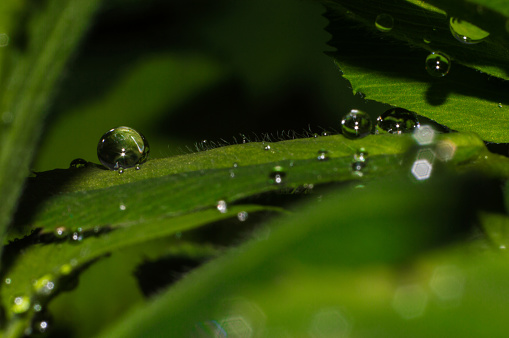 Drops of water on the green leaf after rain. Drops of water with reflection on blurred background. Natural spring wallpaper.