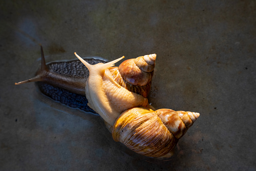 Edible snail on moist rock in a garden in Switzerland