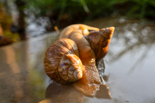 Snail shell on a plant with black background. Close-up and details.