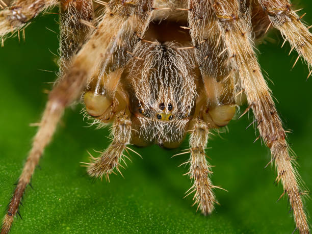 istock European garden spider (Araneus diadematus) 1649000446