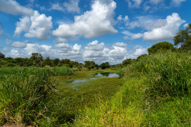istock Landscape in Kruger National Park 1649020572
