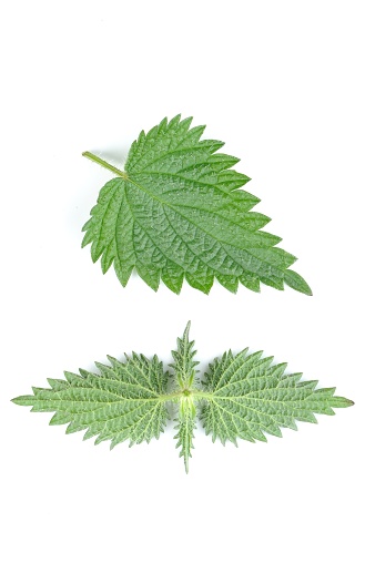Green stinging nettle (urtica dioica) leaf and the back side of top leaves isolated on white background