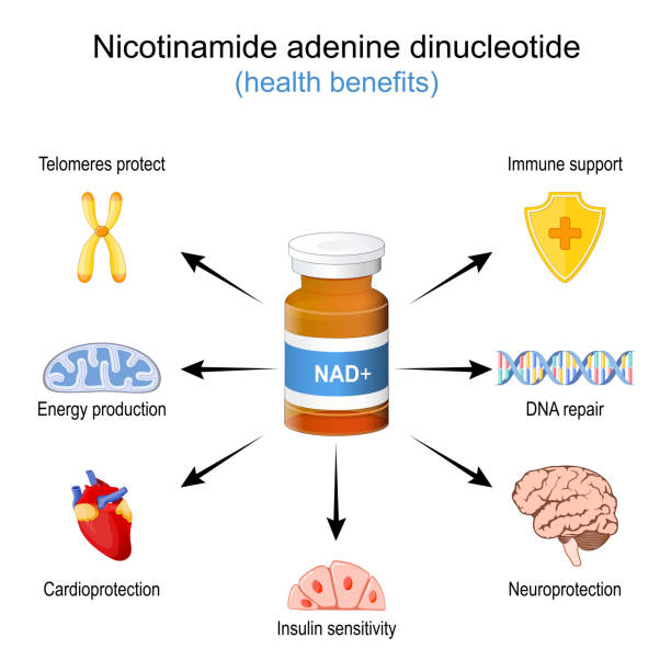 gesundheitliche vorteile von nad+. - enzyme stoffwechsel stock-grafiken, -clipart, -cartoons und -symbole