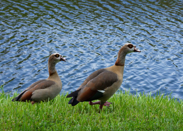 Male and Female Egyptian Geese Overlooking Blue Water stock photo