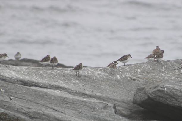 istock Flock of Plovers and Sandpipers 1649045555