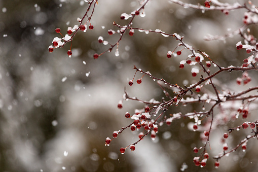 Red berries and snow make a wintry backdrop for your message.